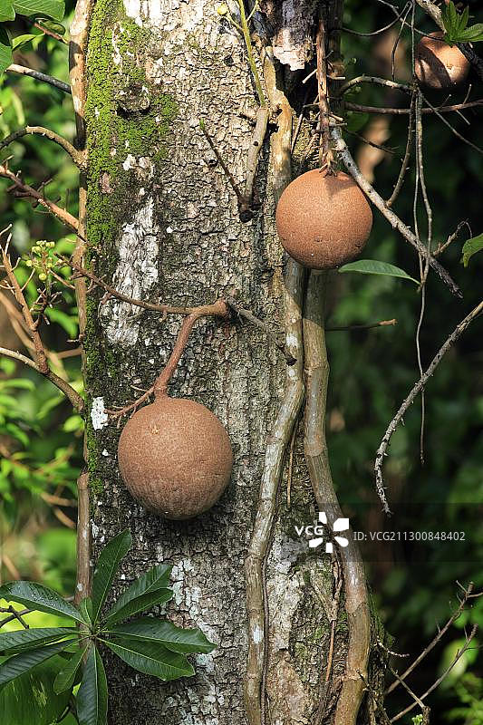 炮弹树（Couroupita guianensis），树上的果实，新加坡，亚洲图片素材