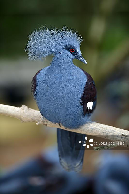 树上的西部冠鸠图片素材