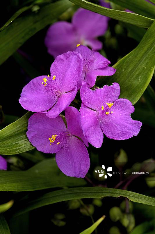 紫露草杂交品种图片素材