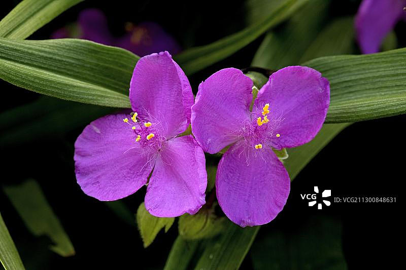 紫露草杂交品种图片素材