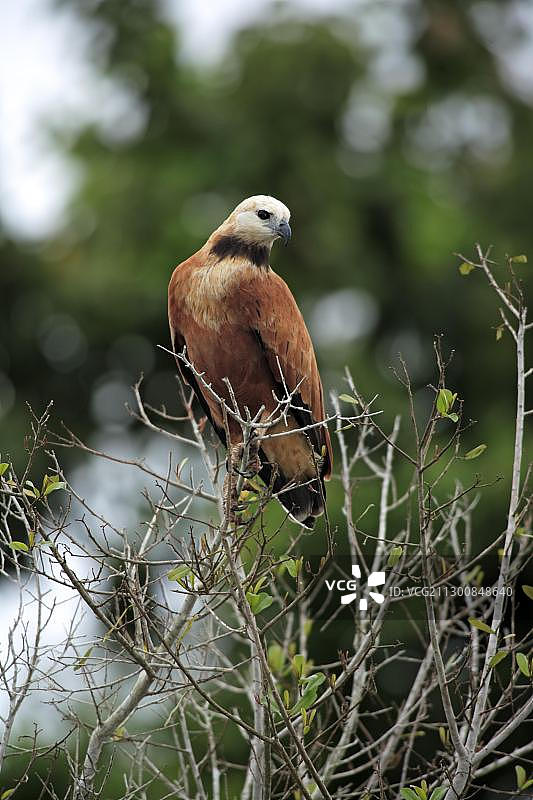 巴西潘塔纳尔树上的成年黑领鵟图片素材