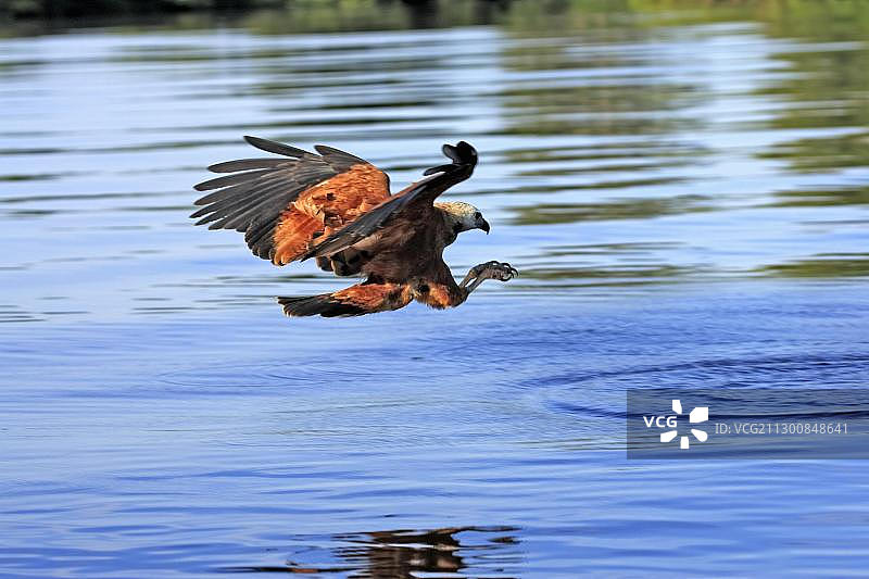 黑领鵟：在巴西潘塔纳尔湿地捕猎的成年鸟图片素材