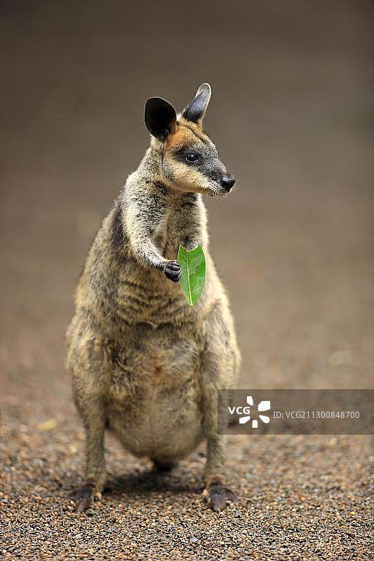 巴里沙袋鼠在澳大利亚昆士兰州拉明顿国家公园吃东西图片素材