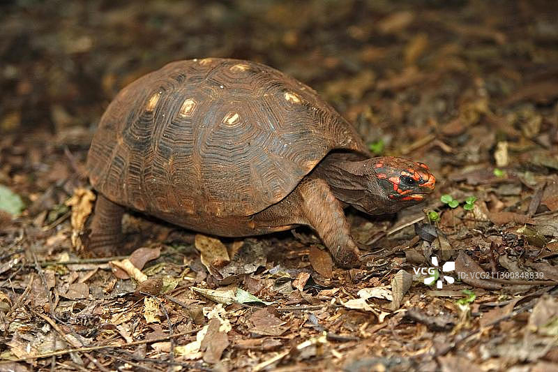 南美洲巴西潘塔纳尔的红腿陆龟图片素材