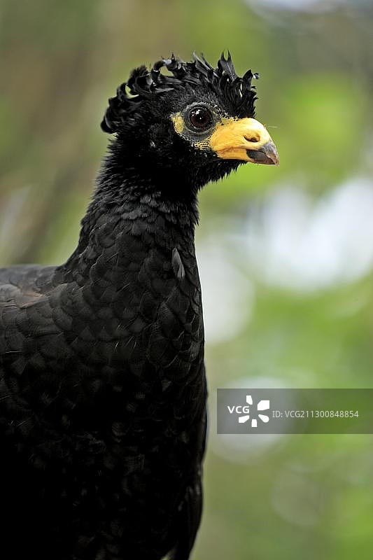 成年雄性裸面蕉鸠，肖像，潘塔纳尔，巴西，南美洲图片素材