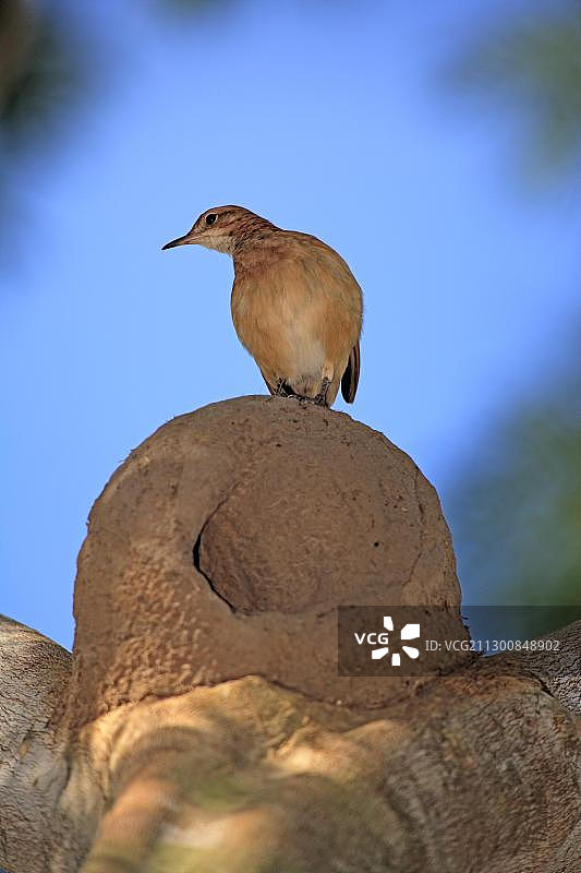 棕灶鸟在巴西潘塔纳尔湿地的树上筑巢图片素材