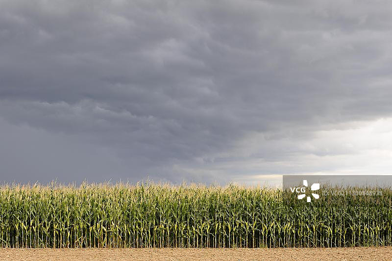 德国巴伐利亚狂风暴雨前的玉米地图片素材