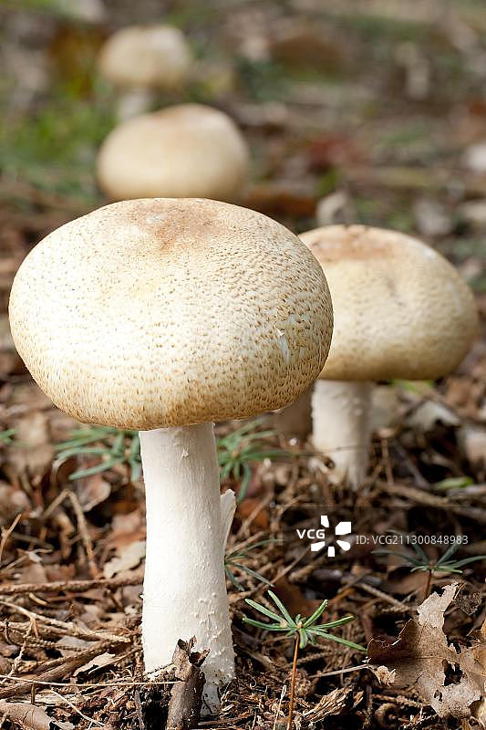 田野蘑菇(Agaricus campestris)图片素材