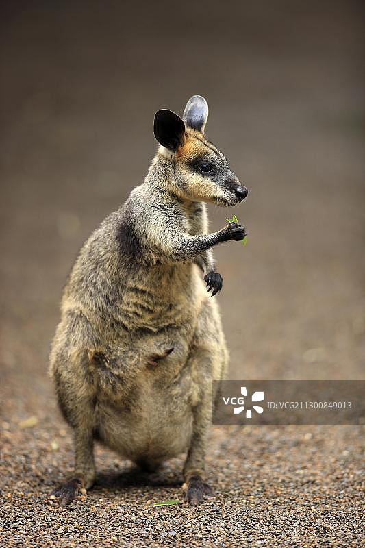 漂亮的帕里小袋鼠，成年，正在吃东西，位于澳大利亚昆士兰州雷明顿国家公园图片素材