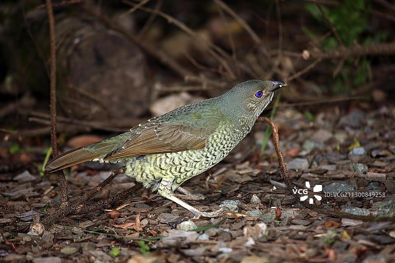 缎蓝园丁鸟，成年雌性，位于澳大利亚昆士兰州雷明顿国家公园图片素材