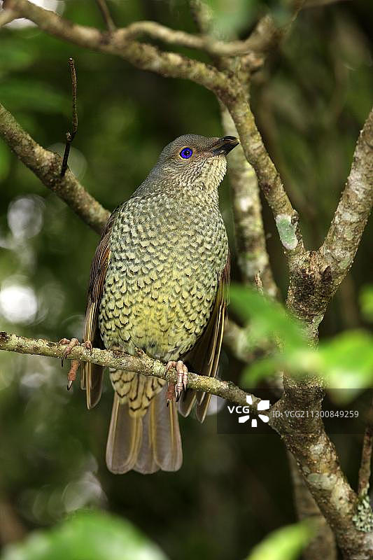 澳大利亚拉明顿国家公园的缎蓝园丁鸟（雌性）图片素材
