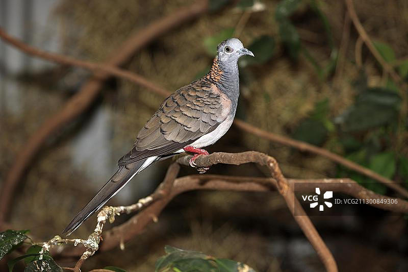 斑肩鸽在澳大利亚树上图片素材
