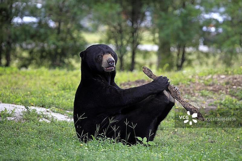 亚洲成年雄性马来熊玩耍图片素材