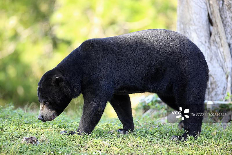 马来熊，成年雌性，亚洲图片素材