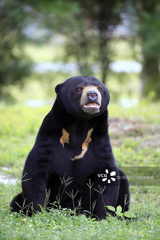 马来熊，雄性成年个体，亚洲图片素材