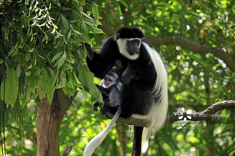 安哥拉疣猴，非洲树上的成年雌性及其幼崽图片素材