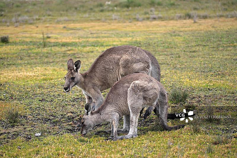 澳大利亚维多利亚州威尔逊海岬国家公园，东部灰袋鼠图片素材