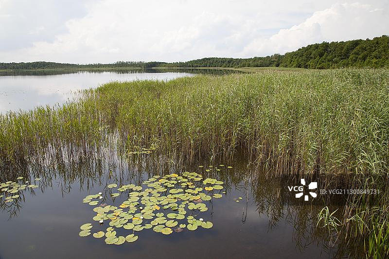 普里斯特贝克湖，米里茨国家公园，德国梅克伦堡-西波美拉尼亚图片素材