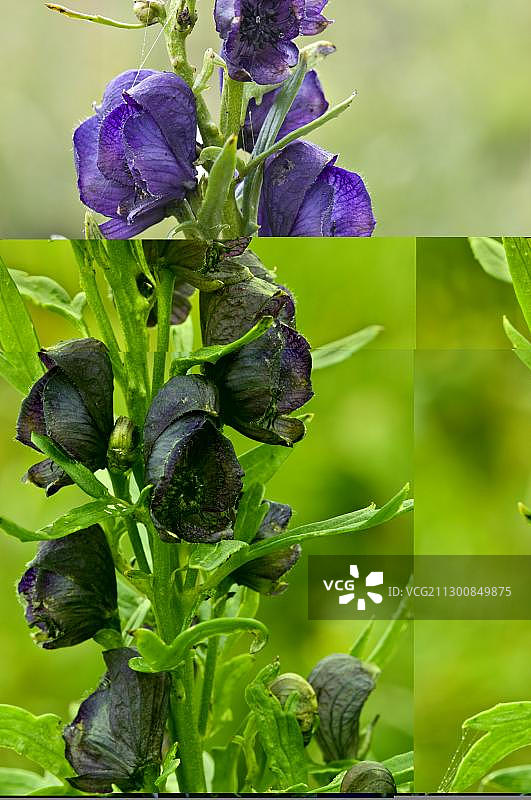 乌头（紧凑乌头），诺克山国家公园生物圈保护区，克恩顿州，奥地利，欧洲图片素材