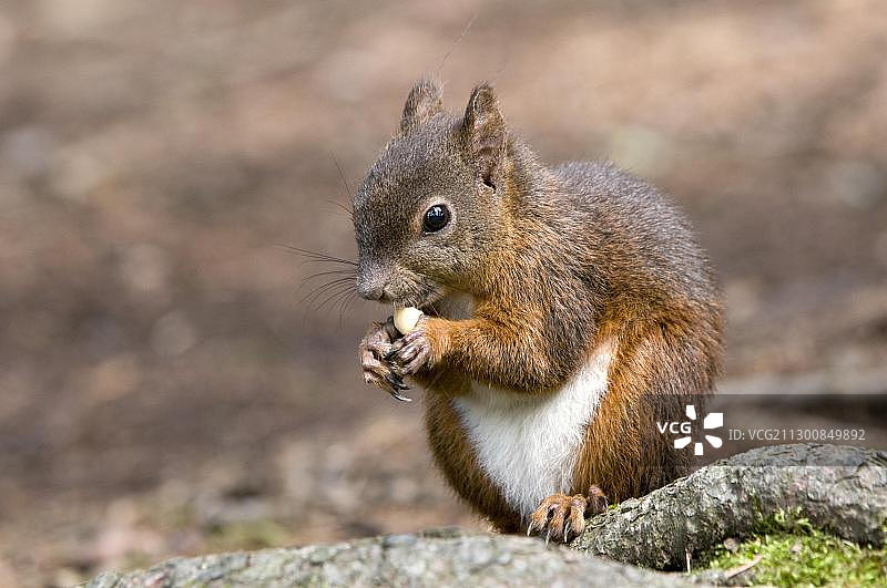 欧洲奥地利蒂罗尔的松鼠（普通种）图片素材
