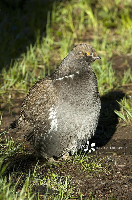 蓝松鸡，美国怀俄明州大提顿国家公园，北美图片素材