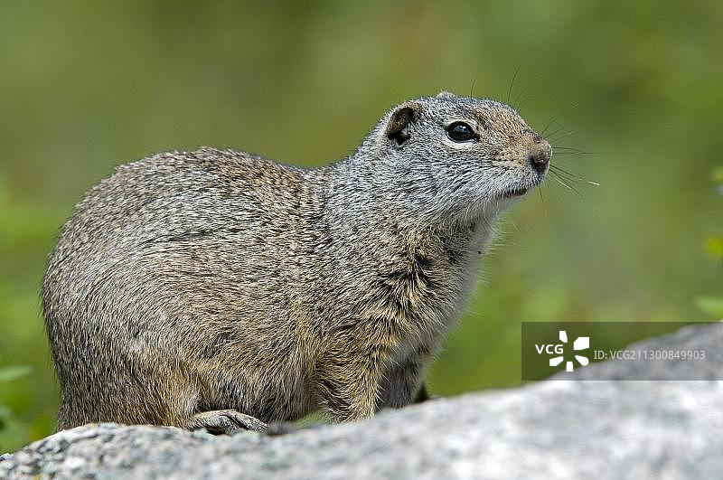 岩松鼠（Citellus variegatus），美国怀俄明州黄石国家公园图片素材