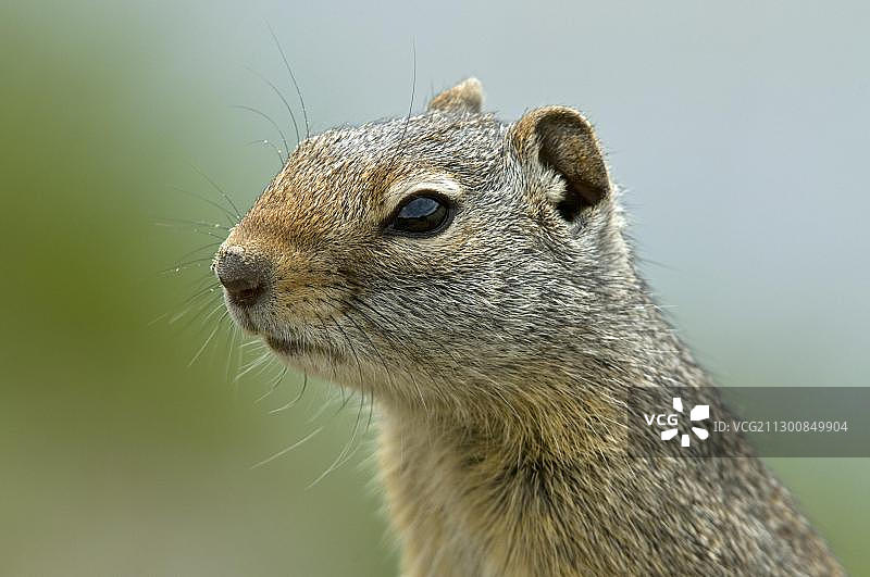 岩松鼠（Citellus variegatus），美国怀俄明州黄石国家公园图片素材