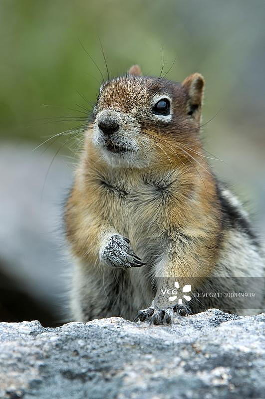 金背地松鼠，美国怀俄明州大提顿国家公园图片素材