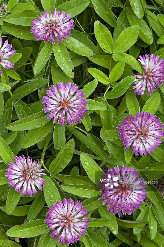 奥地利克恩顿州诺克贝格生物圈保护区的高山三叶草图片素材