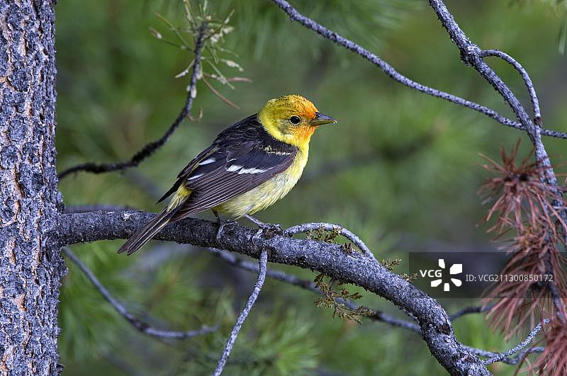 北美蒙大拿州西部红雀图片素材