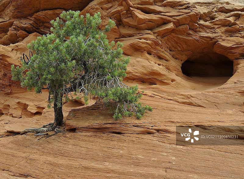 Utah Juniper (Juniperus osteosperma),砂岩,洞穴,天空中的岛屿,峡谷地国家公园,摩押,美国犹他州,北美图片素材