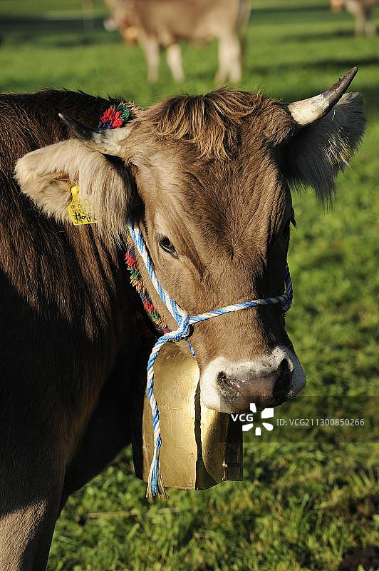 德国巴伐利亚的牲畜分拣图片素材