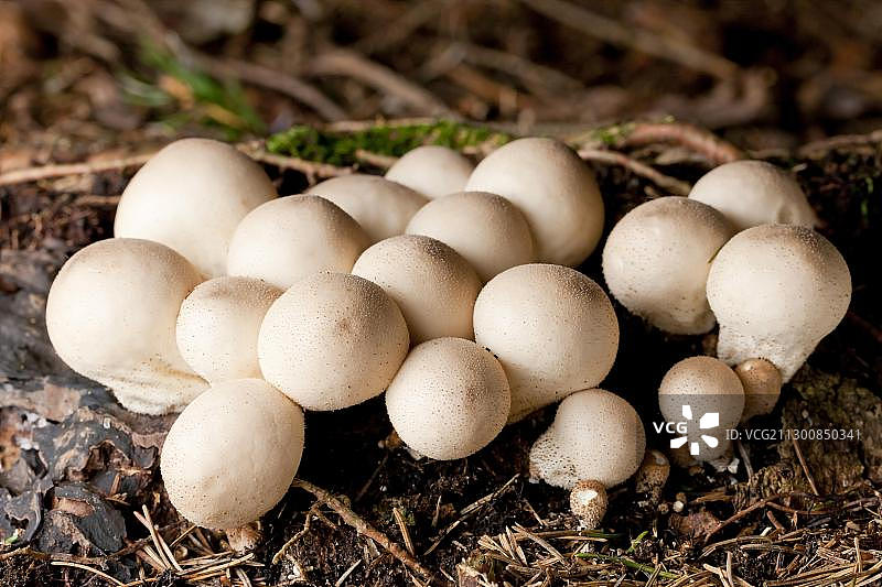 普通马勃菌图片素材