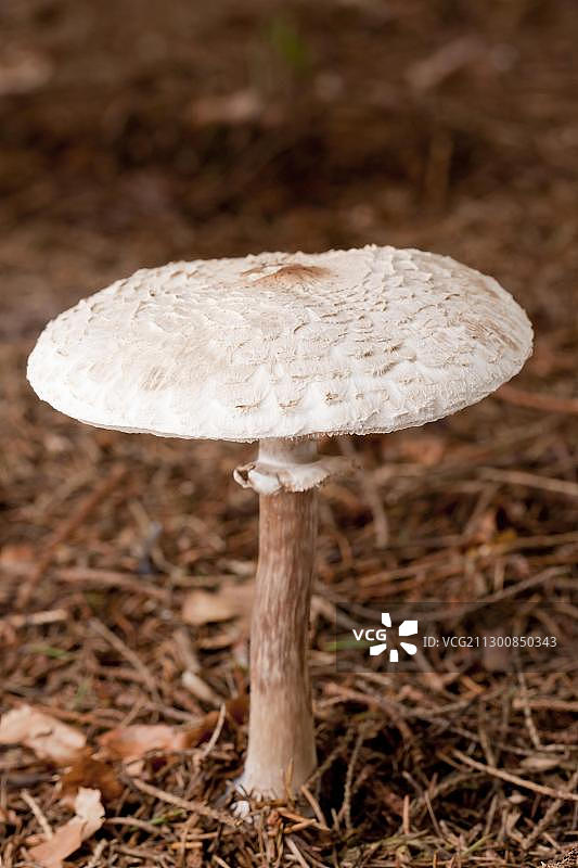 假死帽菌（鹅膏菌）图片素材