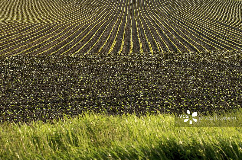 法国奥弗涅利马涅的向日葵花田图片素材