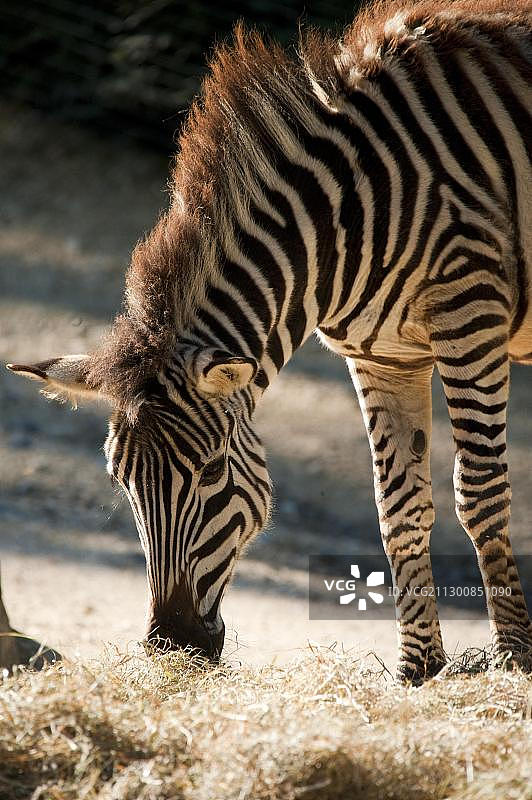 斑马（普通斑马）图片素材