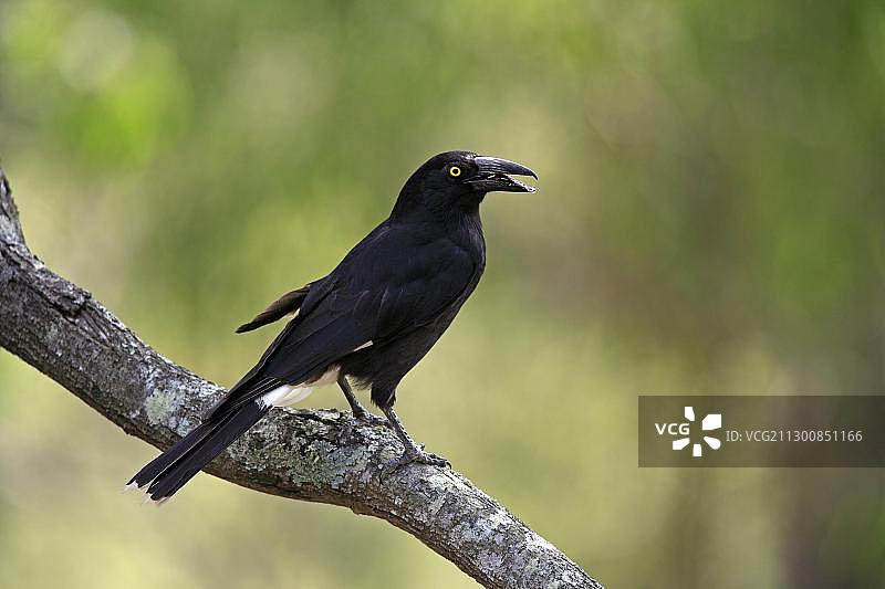 黑噪鹃或黑鸦（Strepera fuliginosa），成年鸣唱，澳大利亚，大洋洲图片素材