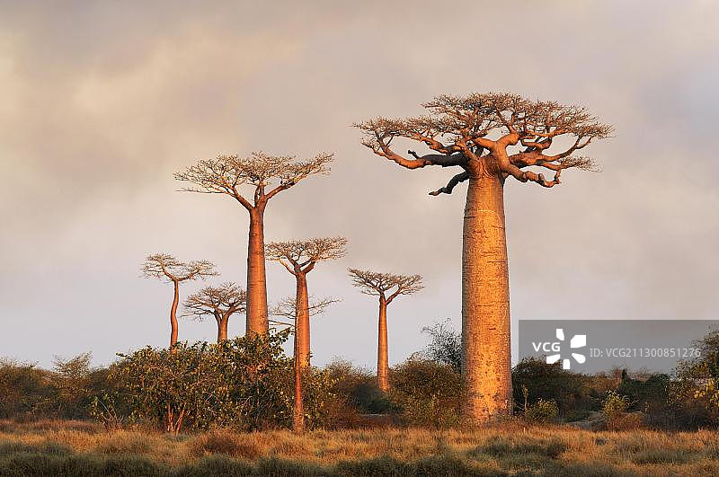 非洲马达加斯加莫隆达瓦的猴面包树小巷图片素材