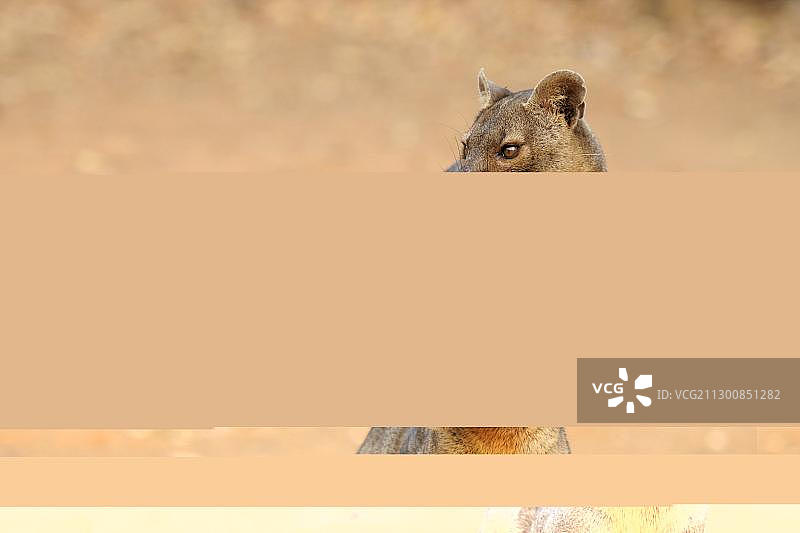 马岛长尾狸猫，非洲马达加斯加图片素材