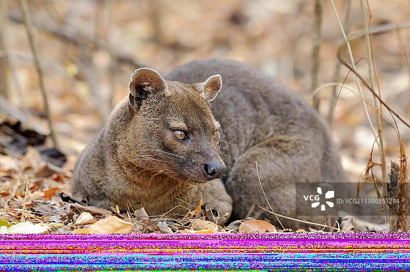 马岛长尾狸猫，栖息于马达加斯加基林迪干燥森林图片素材