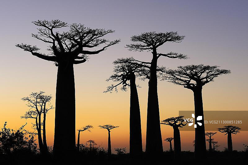 猴面包树巷，格兰迪耶的猴面包树(Adansonia grandieri)，日出前不久，树木的剪影在黎明，Morondava，马达加斯加，非洲图片素材