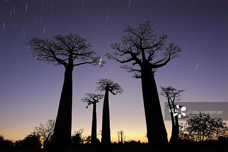 猴面包树大道星轨夜景，非洲马达加斯加莫隆达瓦图片素材