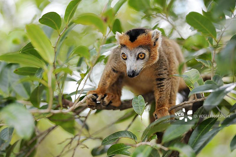 马达加斯加冕狐猴图片素材