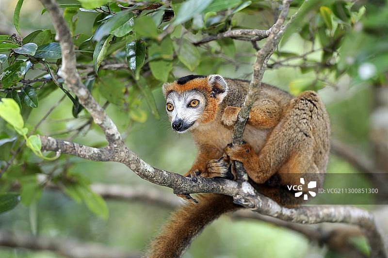 冕狐猴（Eulemur coronatus），栖息在树枝上，马达加斯加，非洲图片素材