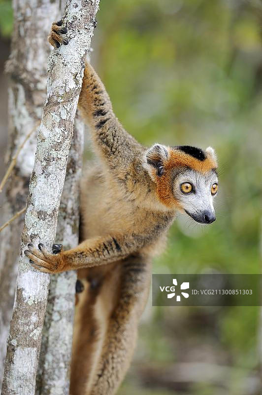 马达加斯加冕狐猴图片素材