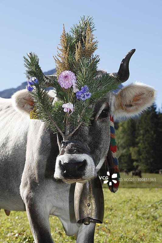 装饰的牛，牛赶，坦海姆，坦海姆山谷高谷，蒂罗尔，奥地利，欧洲图片素材