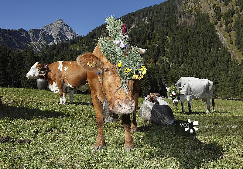 装饰的牛，牛赶，坦海姆，坦海姆山谷高谷，蒂罗尔，奥地利，欧洲图片素材