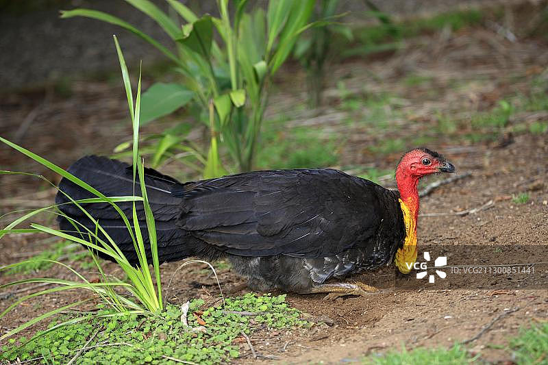 澳大利亚丛冢雉（Alectura lathami），成年，沙浴，澳大利亚，大洋洲图片素材