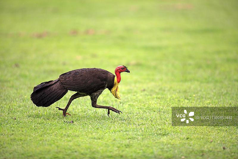 奔跑中的澳大利亚丛冢雉图片素材