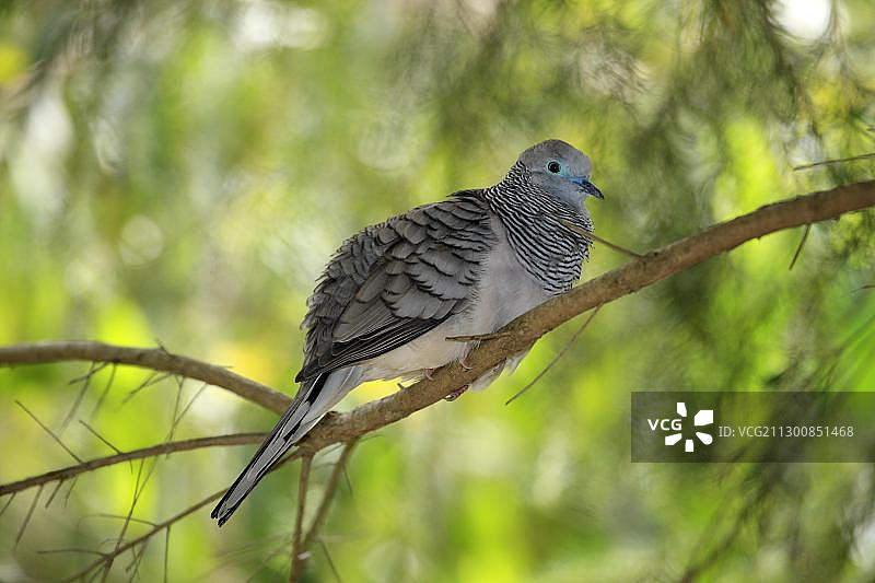 栖息在树上的成年和平鸽，澳大利亚，大洋洲图片素材